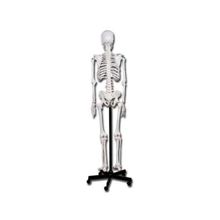 Human skeleton model "value" line