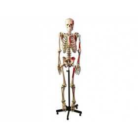 Modello scheletro muscolare