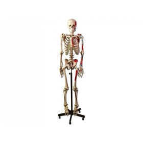 Muscle skeleton model