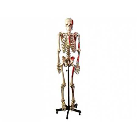 Modèle de squelette musculaire