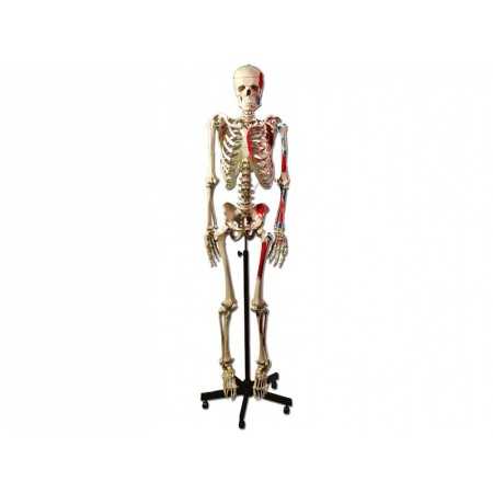 Muscle skeleton model