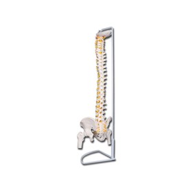 Mod. Columna vertebral con fémures línea "Value"