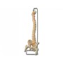 Mod. Columna vertebral con fémures