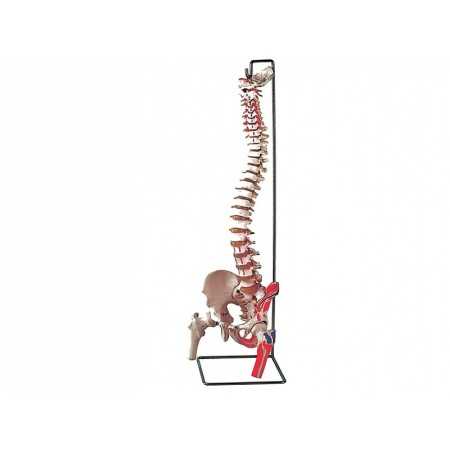 Mod. colonna vertebrale con femori + muscolatura