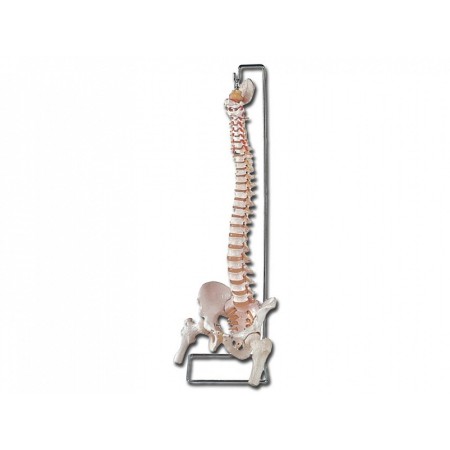Model al coloanei vertebrale cu femur și sacrum