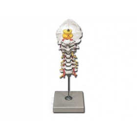 Modelo de columna cervical