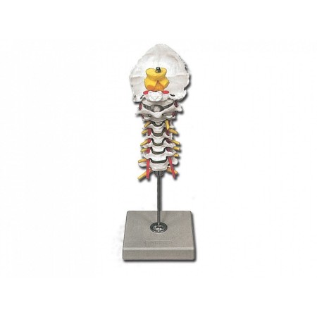 Modelul coloanei cervicale