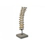 Thoracic spine model