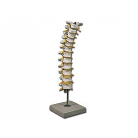 Thoracic Spine Model