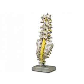 LUMBAR SPINE MODEL