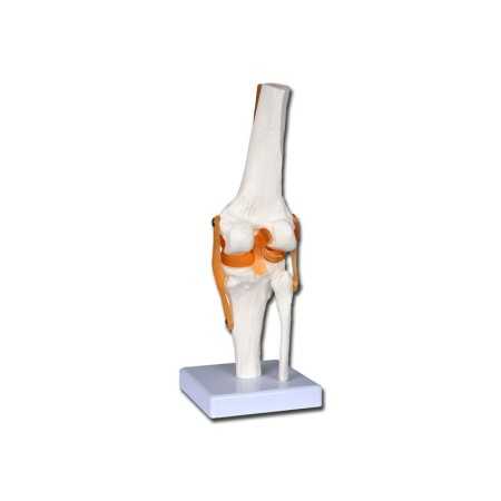 Knee model "value" line