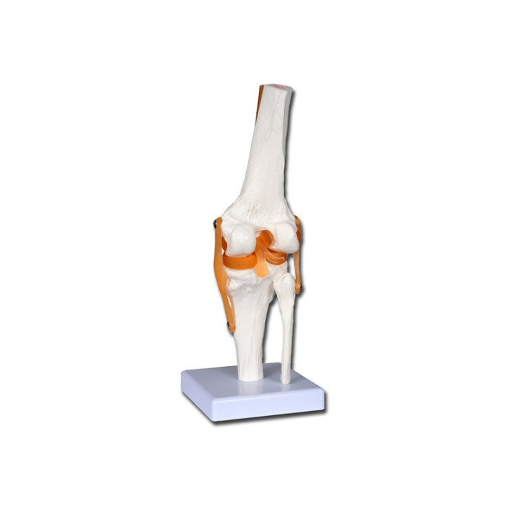 Value line knee model