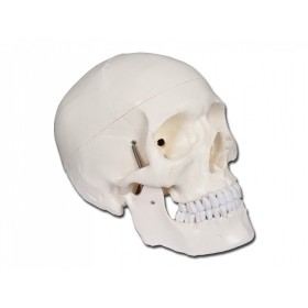 Skull modell "érték" - 1x