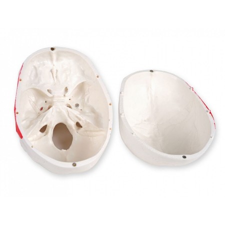 Totenkopfmodell "wert"-linie - 1x nummeriert