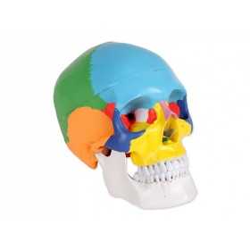 Modello cranio colorato linea "value"- 3 parti - 1x