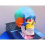 Colorful skull model "value" line - 3 parts - 1x