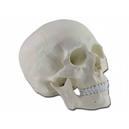 Skull model - 3 parts - 1x