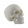 Skull model - 3 parts - 1x