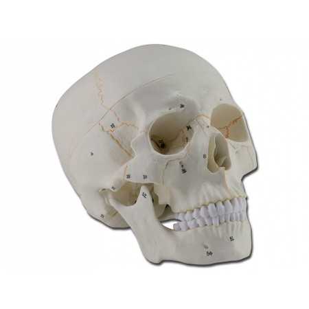 Modelo de calavera numerada - 3 partes - 1x