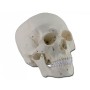 Modello cranio numerato - 3 parti - 1x