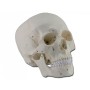 Numbered skull model - 3 parts - 1x