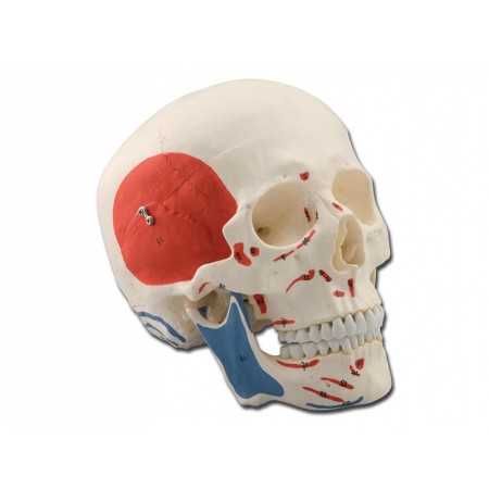 Muscle skull model - 3 parts - 1x