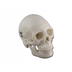 Mini skull model - 0.5x