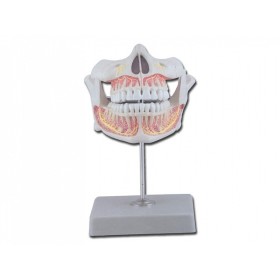 Dentition permanente