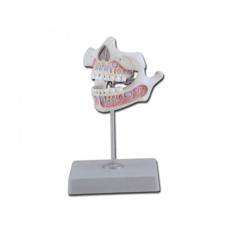Dentiția juvenilă