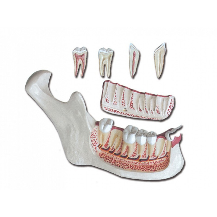 Mandibula - 6 částí