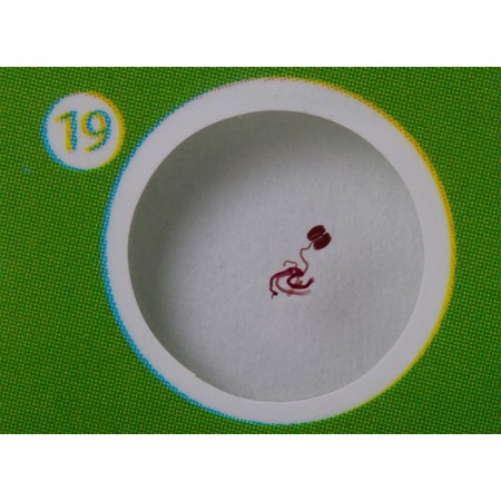 Levenhuk labzz p12 voorbereide slide set planten