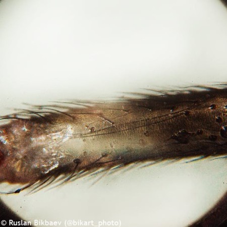 Levenhuk rainbow 50l plus microscoop