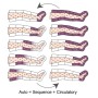 Pressoterapia PressoMedical 3.0 - 1 Gambale