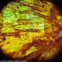 Microscopio digital Levenhuk Rainbow D50L PLUS 2M, piedra lunar