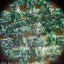 Microscopio digital Levenhuk Rainbow D50L PLUS 2M, piedra lunar
