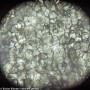 Digitální mikroskop Levenhuk Rainbow D50L PLUS 2M, měsíční kámen