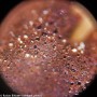 Microscopio digital Levenhuk Rainbow D50L PLUS 2M, piedra lunar
