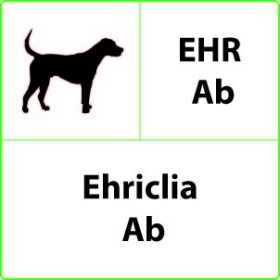 Veterinární rychlý test EHR Ab Ehrlichia - 10 testů