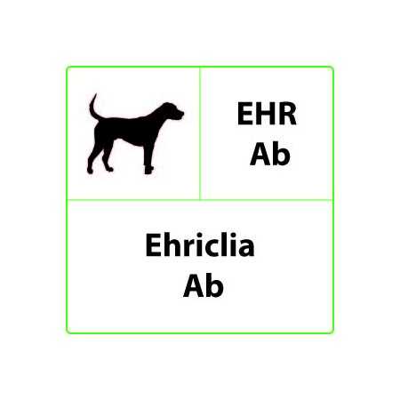 EHR Ab Ehrlichia állatorvosi gyorsteszt - 10 tesztek