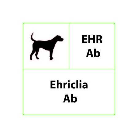 Test rapide vétérinaire EHR Ab Ehrlichia - 10 tests