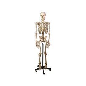 Human skeleton model