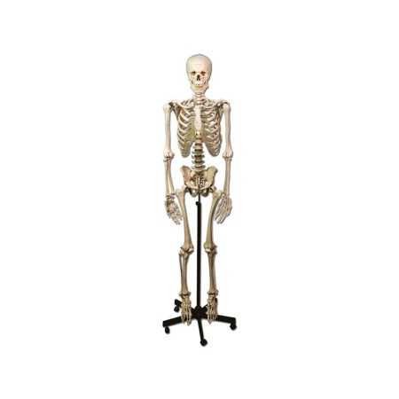 Human skeleton model