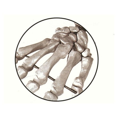 Menschliches skelettmodell