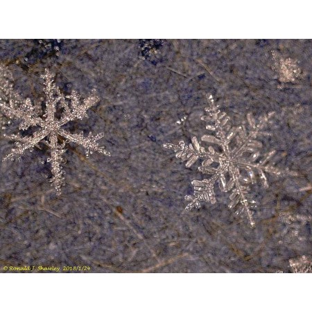 Dtx 500 lcd levenhuk digital microscope