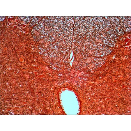 Set of prepared slides levenhuk n20 ng