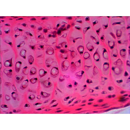 Juego de diapositivas preparadas levenhuk n20 ng