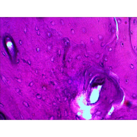 Juego de diapositivas preparadas levenhuk n20 ng
