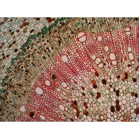 Juego de diapositivas preparadas levenhuk n38 ng