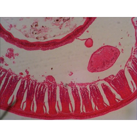 Set of prepared slides levenhuk n38 ng