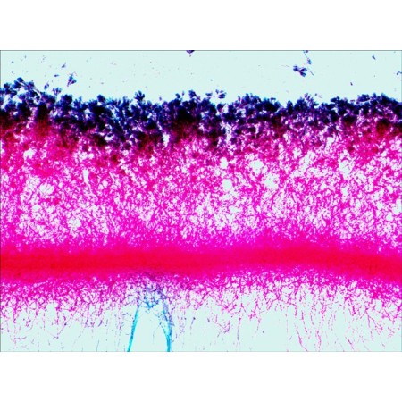 Satz präparierter objektträger levenhuk n38 ng